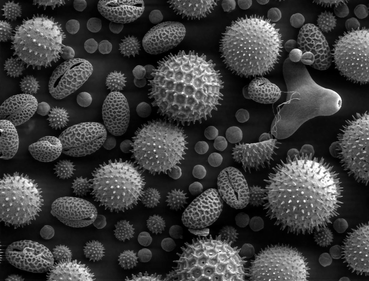 Fancy Using Your Phone As A Microscope?